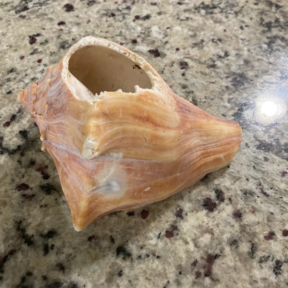 Whelk shell found in Panama City Beach Florida **a section is missing